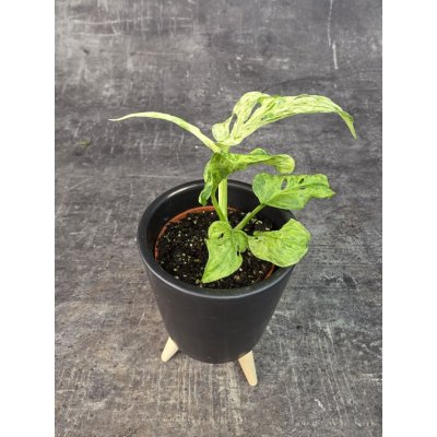 Monstera Frozen Freckles mini (Raritní monstera) – Sleviste.cz