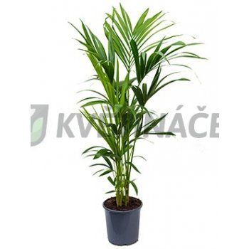 Kentia Howea 5pp Forsteriana 21x120cm