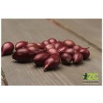Ozimá cibule sazečka Akado 250 g – Hledejceny.cz