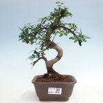 e-bonsai Pokojová bonsai - Ulmus parvifolia - Malolistý jilm – Zboží Mobilmania