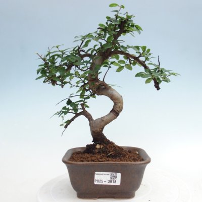 e-bonsai Pokojová bonsai - Ulmus parvifolia - Malolistý jilm – Zboží Mobilmania