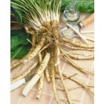 Křen selský 'Armoracia rusticana' 1 ks sazenice – Sleviste.cz