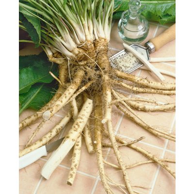 Křen selský 'Armoracia rusticana' 1 ks sazenice – Sleviste.cz