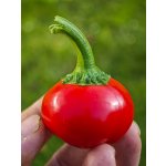 Semena Cherry Bomb – Zboží Dáma