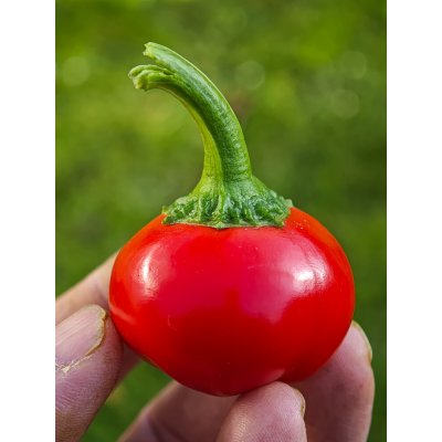 Semena Cherry Bomb – Zboží Dáma