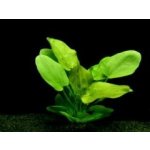 Echinodorus schluteri - Šípatkovec Schluterův – Hledejceny.cz