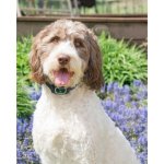 PetSafe Ultra Sonic Bark Control Collar proti štěkotu se zvukovou jednotkou – Hledejceny.cz