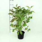 Cornus alba 'Sibirica' Prodejní velikost: 020/030, Velikost hrnku: 2 l – Zboží Dáma