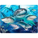 PRIME 3D POHLEDNICE - Žralok Selfie – Zboží Dáma