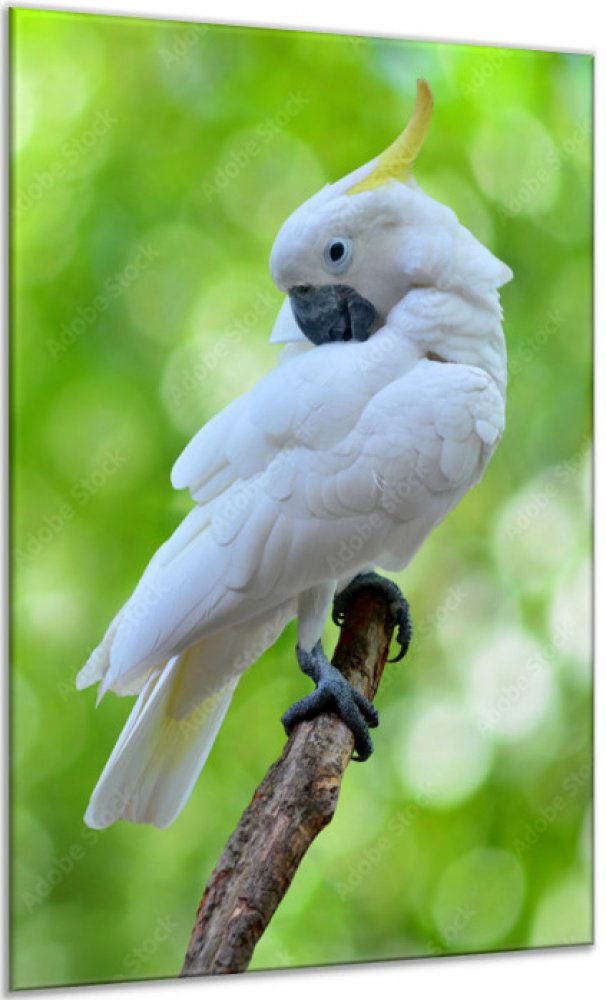 Obraz skleněný papoušek kakadu žlutočečelatý - 60 x 52 cm – Zboží Dáma