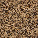 Deli Nature 53 Canaries Extra 20 kg – Zboží Dáma