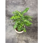 Aglaonema Pictum Tricolor – Zboží Dáma