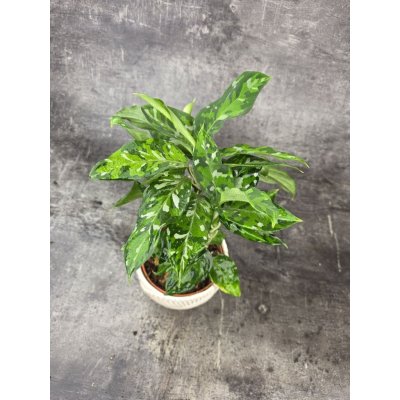 Aglaonema Pictum Tricolor – Zboží Dáma