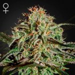 Green House Seeds A.M.S. semena neobsahují THC 1 ks – Hledejceny.cz