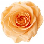 Tereza Peach - broskvová (Aranž 1x premium stabilizovaná "věčná" růže v trojúhelníkové keramické misce) – Hledejceny.cz
