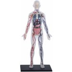 4D Master 1/2 těla 33 cm Anatomie člověka – Zboží Dáma