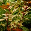 Akvarijní rostlina I--Z Ludwigia palustris - Zakucelka bahenní