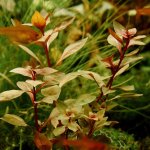 Ludwigia palustris - Zakucelka bahenní – Hledejceny.cz