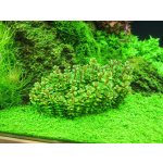 Ammania sp. Bonsai 5,5 cm – Zboží Mobilmania