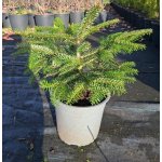 Abies nordmanniana Prodejní velikost: 040/060, Velikost hrnku: 5 l – Zboží Dáma