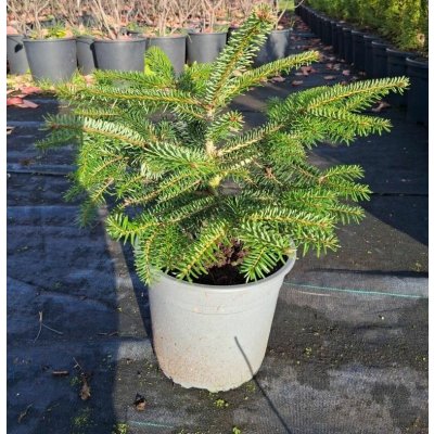 Abies nordmanniana Prodejní velikost: 040/060, Velikost hrnku: 5 l – Zboží Dáma