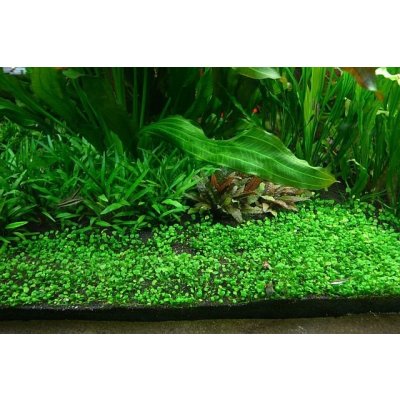 Marsilea hirsuta Marsilka srstnatá 5,5 cm – Zboží Mobilmania