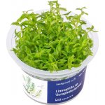 Limnophila sp. Scrophulariaceae – Zboží Dáma