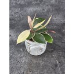 Hoya Flamingo Dream 9 cm – Hledejceny.cz