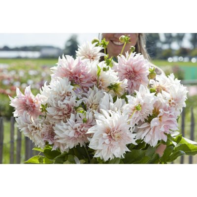 Jiřina 'Cafe au lait' 1 ks – Hledejceny.cz