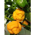 Semena Trinidad Scorpion Moruga Yellow – Zboží Mobilmania