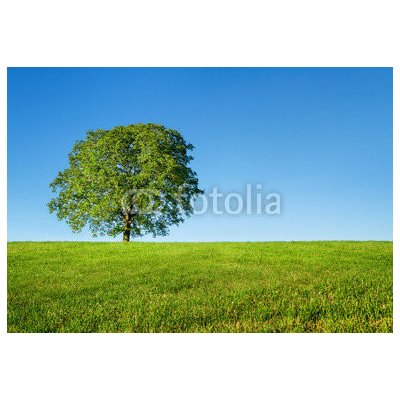 WEBLUX 54481754 Fototapeta vliesová Green tree and blue sky Zelený strom a modrá obloha rozměry 145 x 100 cm – Zboží Mobilmania