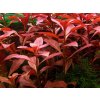 Akvarijní rostlina I--Z Ludwigia palustris red