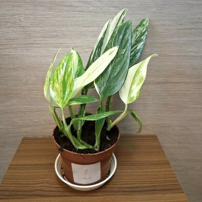Monstera Standleyana Variegata "L" – Zboží Dáma