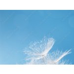 WEBLUX 445655811 Fototapeta papír White fluffy dandelion in sunlight on blue background. Bright sunny flower with fly seeds close up. Bílá načechraná pampeliška na slu rozměry 360 x 266 cm – Hledejceny.cz