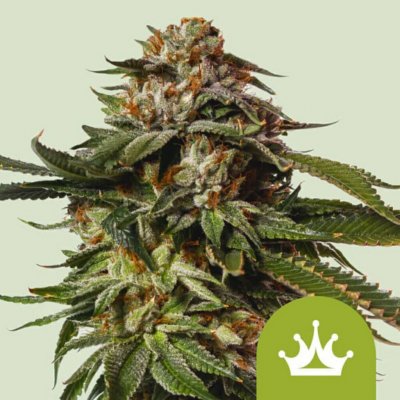 Royal Queen Seeds Special Queen #1 Auto semena neobsahují THC 5 ks – Hledejceny.cz