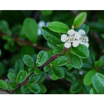 Cotoneaster dammeri skogholm / skalník