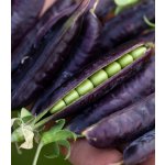 Hrách dřeňový Desiree Pisum sativum semena hrachu 40 ks – Sleviste.cz