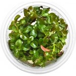 Ludwigia repens - Zakucelka plazivá – HobbyKompas.cz