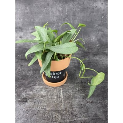Epipremnum Cebu Blue 12 cm – Zboží Mobilmania