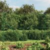Příslušenství k plotu zahrada-XL Drátěné pletivo s kotevními hroty zelené 1,4 x 10 m
