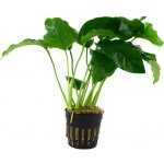 Anubias barteri - Anubias Barterův – Zbozi.Blesk.cz