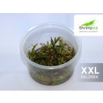 Ammania senegalensis - Tuhanka senegalská – Hledejceny.cz