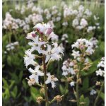 Menyanthes trifoliata – košík 9x9 cm – Zboží Dáma
