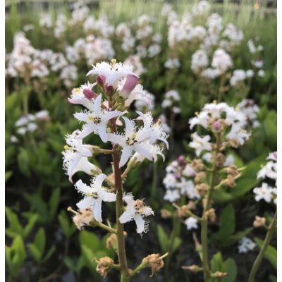 Menyanthes trifoliata – košík 9x9 cm – Zboží Dáma