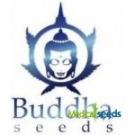 Buddha Seeds Medikit AUTO CBD semena neobsahují THC 1 ks – Hledejceny.cz