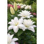 Lilie 'Roselily Cyrilla®' 1 ks – Sleviste.cz