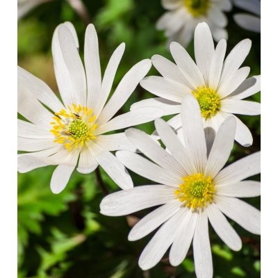 Sasanka vábná White Splendour - Anemone blanda - prodej cibulovin - 3 ks – Zbozi.Blesk.cz