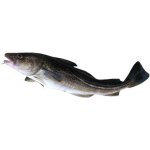 Canvit BARF Cod Liver Oil 0,5 l – Zboží Mobilmania