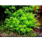 Micranthemum micranthemoides – Zboží Mobilmania