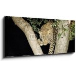 Obraz 1D panorama - 120 x 50 cm - leopard leopard panther Jižní Afrika – Hledejceny.cz